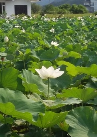 花神在哪里获得